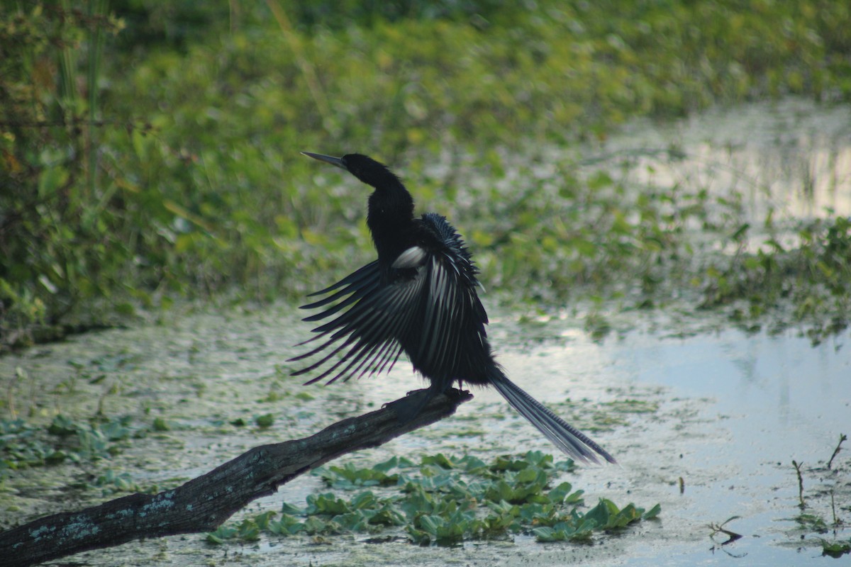 Anhinga - ML646917837
