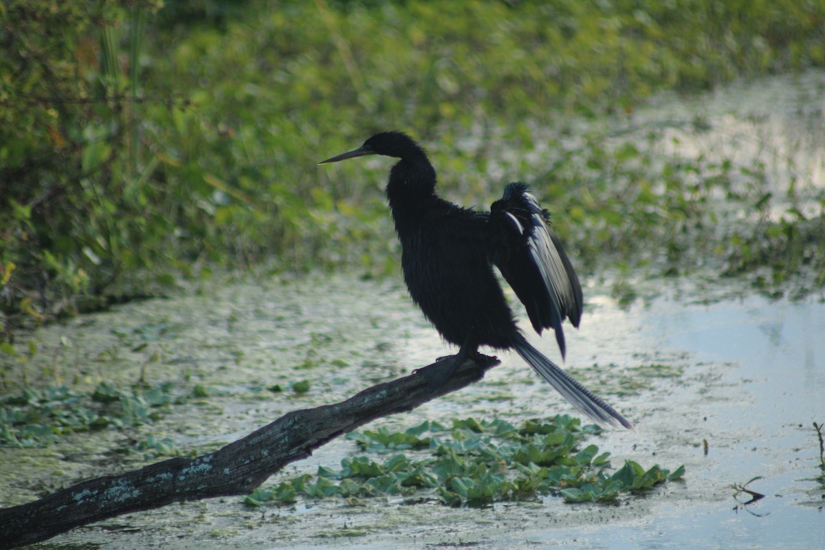 Anhinga - ML646917838