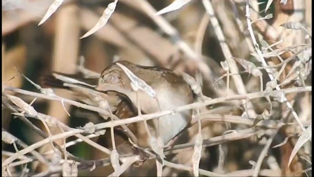 Savi's Warbler - ML646917839