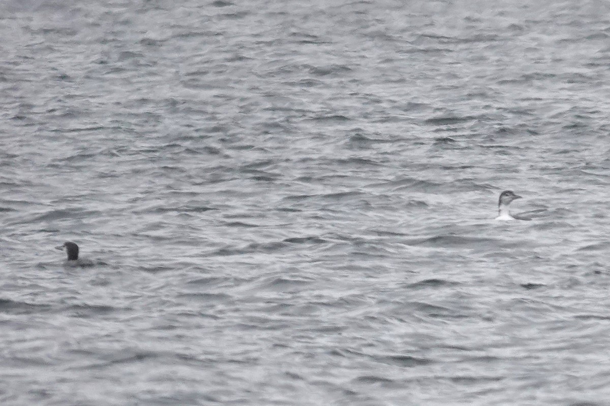 Common Loon - ML646917841