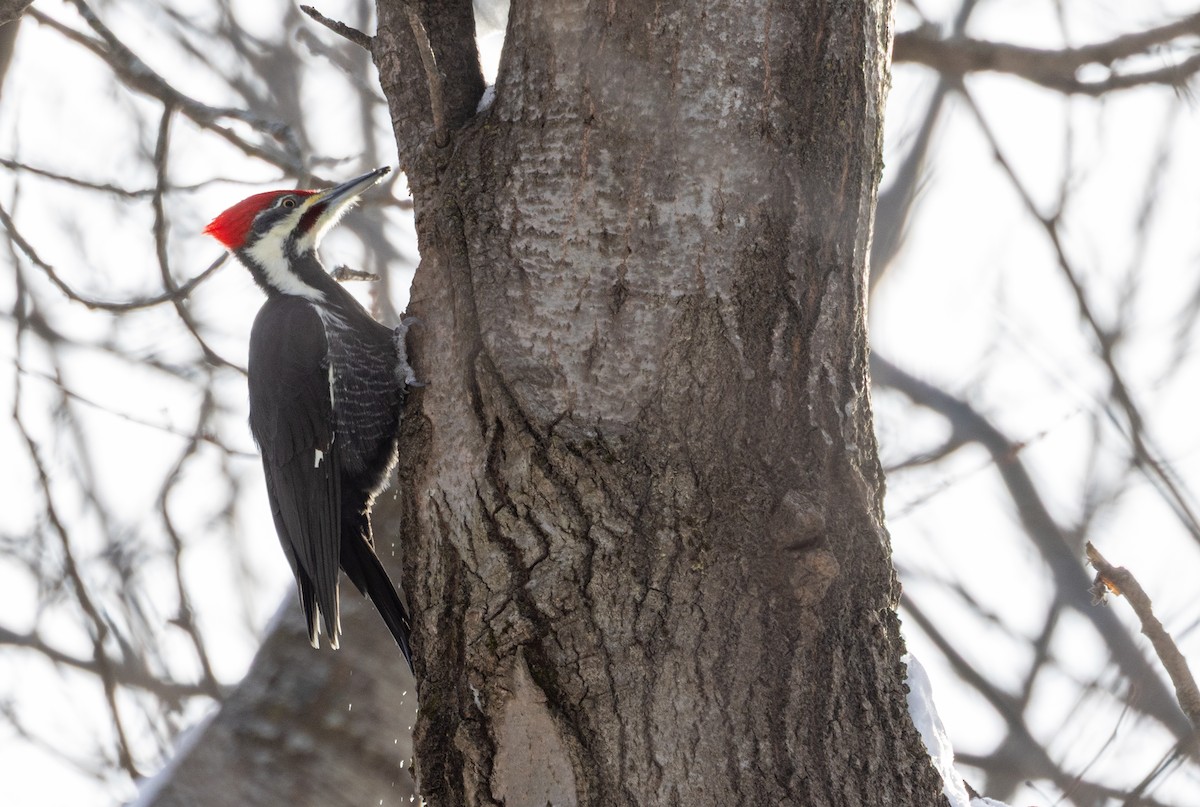 Pileated Woodpecker - ML646917842