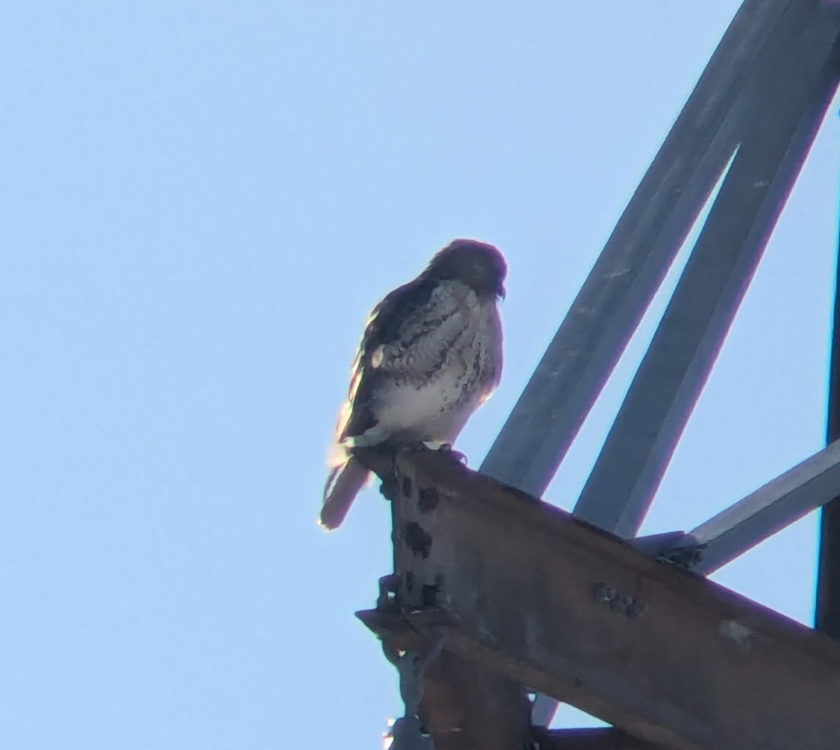 Red-tailed Hawk - ML646917843