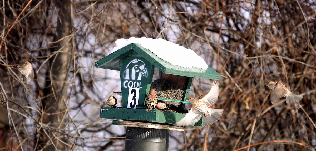 House Finch - ML646917844