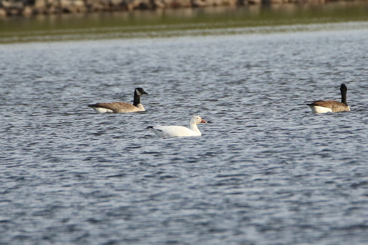 Snow Goose - ML646917845