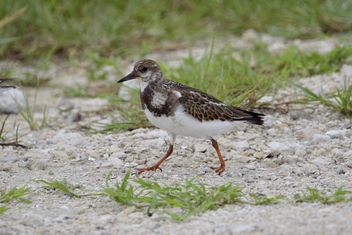 Ruddy Turnstone - ML646917846