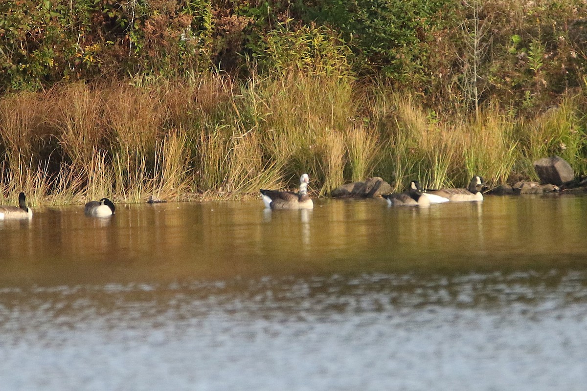 Graylag x Canada Goose (hybrid) - ML646917847