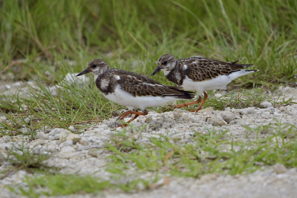 Ruddy Turnstone - ML646917848