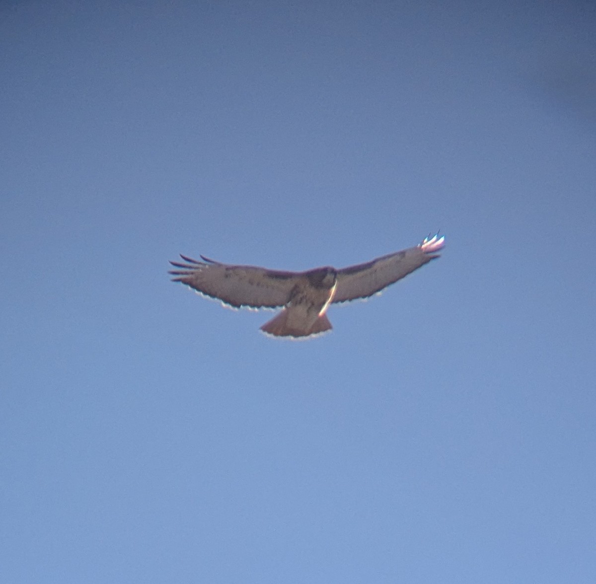 Red-tailed Hawk - ML646917849
