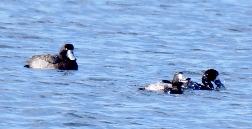 Lesser Scaup - ML646917850