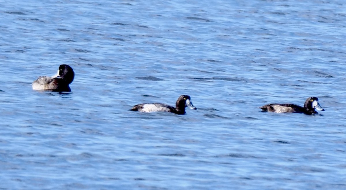 Lesser Scaup - ML646917851