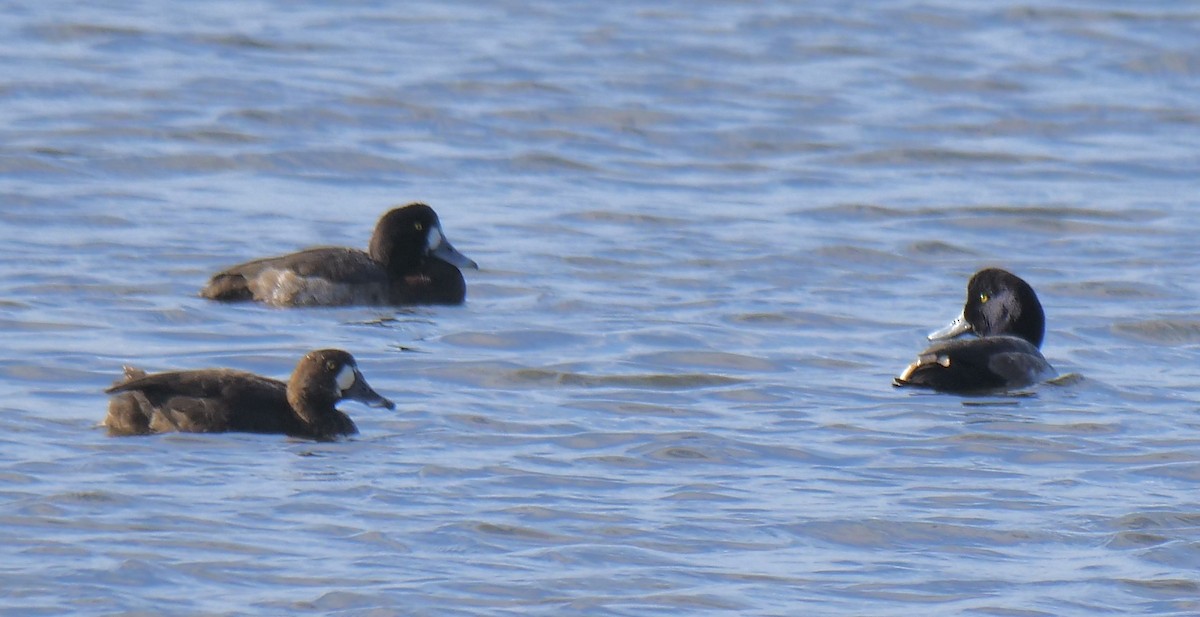 Lesser Scaup - ML646917852