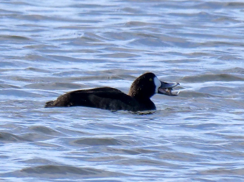 Lesser Scaup - ML646917853