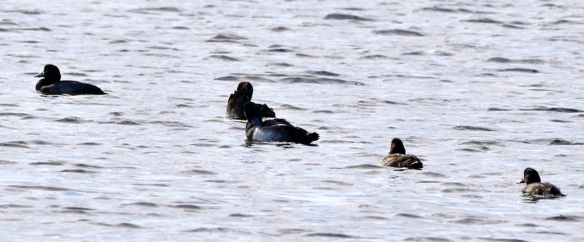 Lesser Scaup - ML646917854