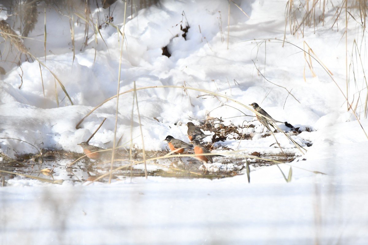 American Robin - ML646917855