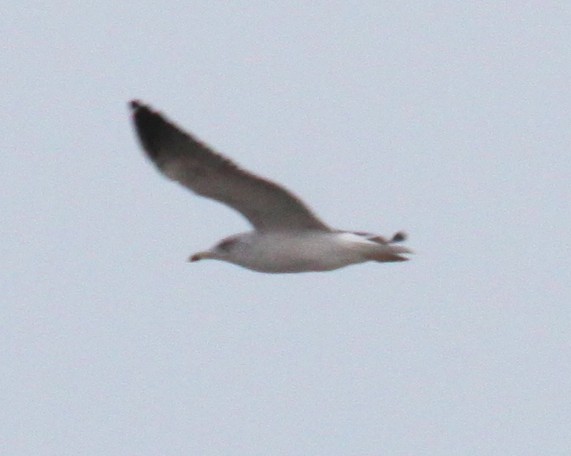 Lesser Black-backed Gull - ML646917857