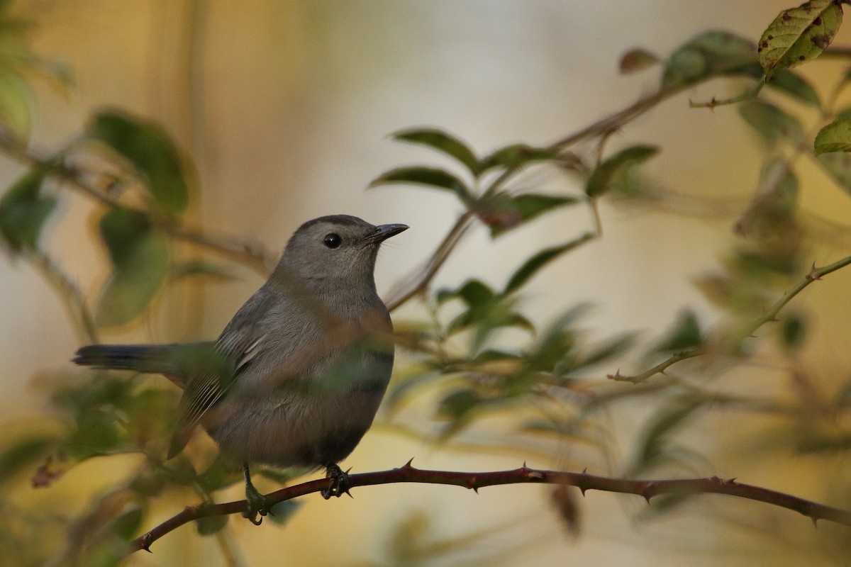 Gray Catbird - ML646917859