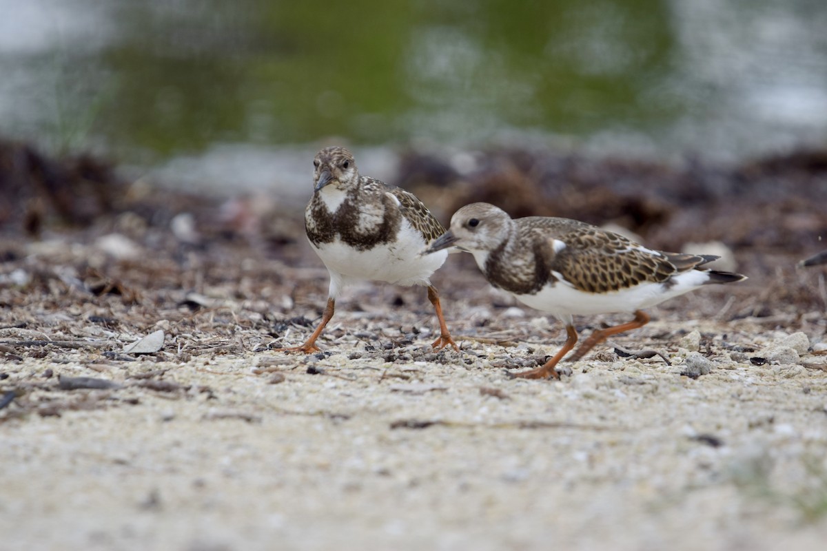 Vuelvepiedras Común - ML646917860
