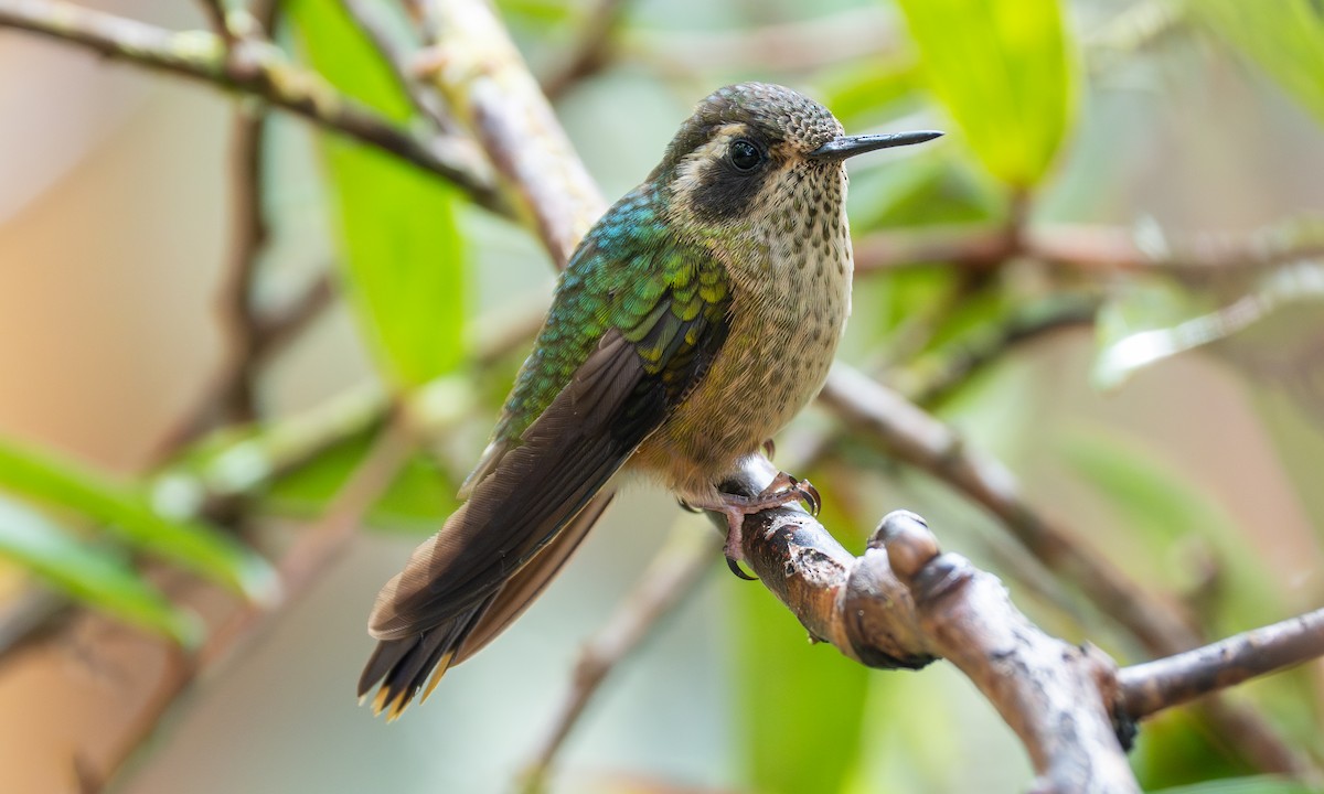 Speckled Hummingbird - ML646917875