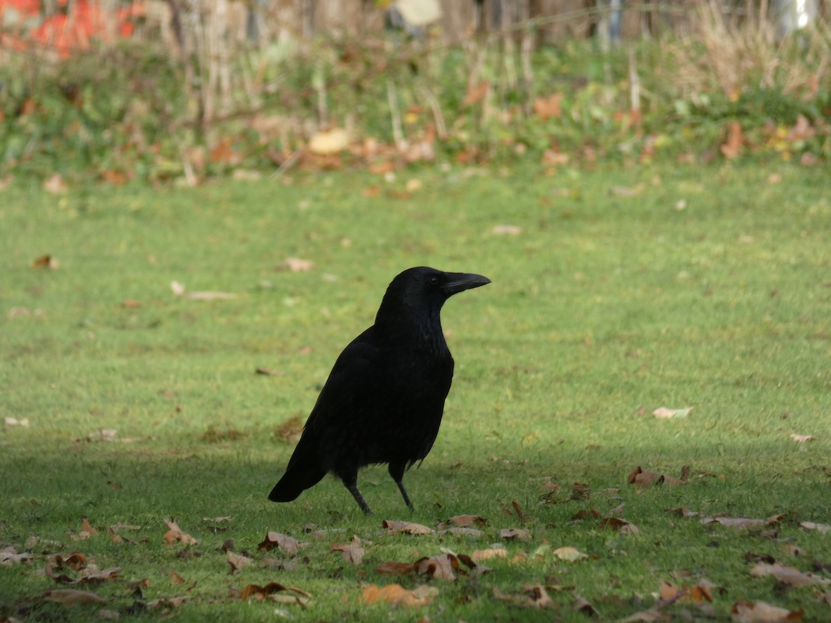 vrána černá - ML646917893
