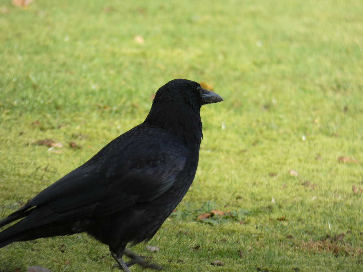 vrána černá - ML646917896