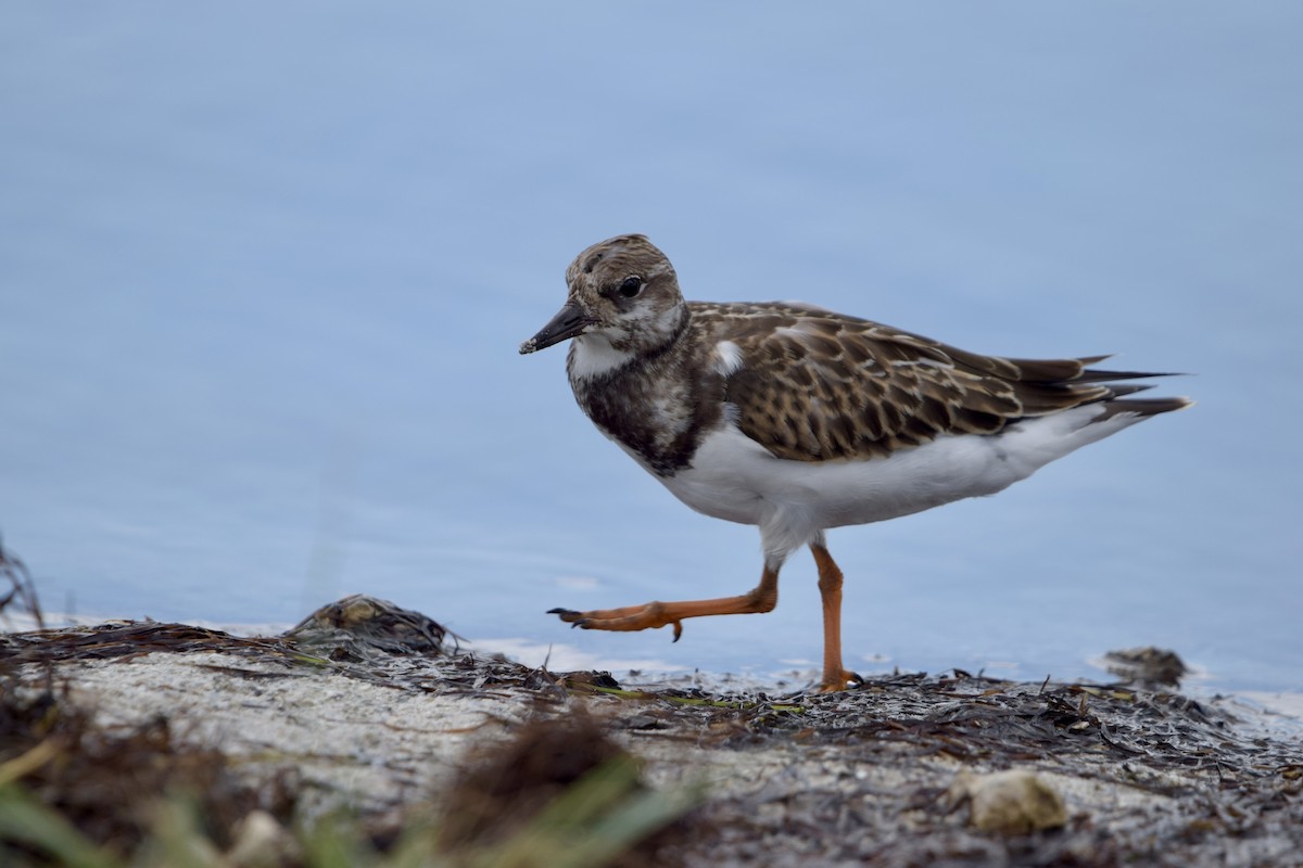 Vuelvepiedras Común - ML646917897