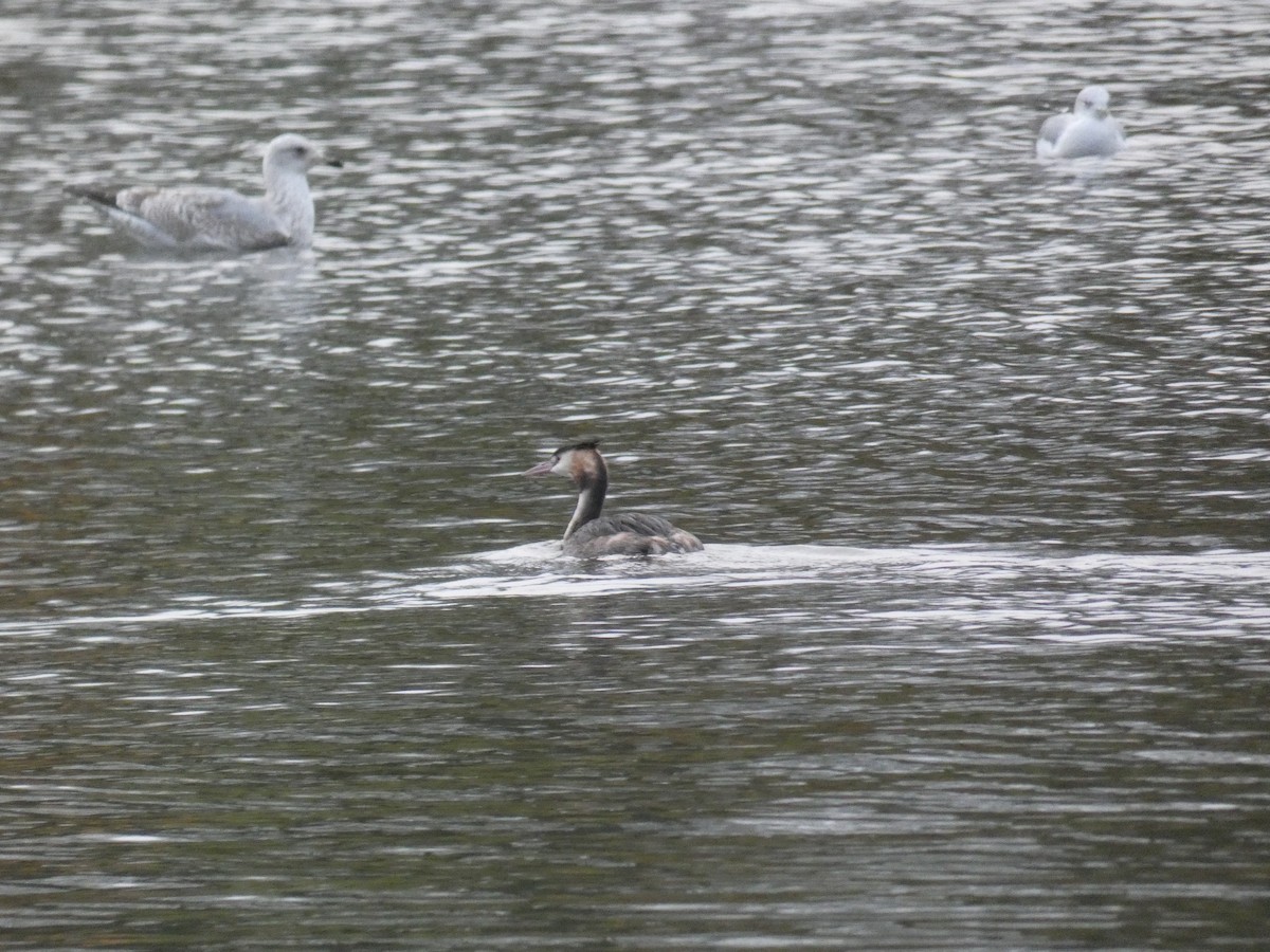 Murgil mottoduna - ML646917901