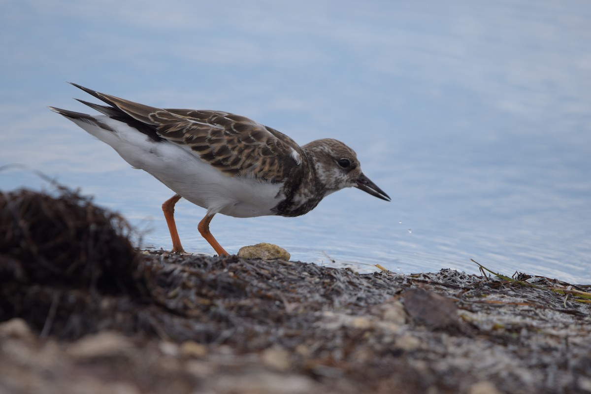 Vuelvepiedras Común - ML646917902
