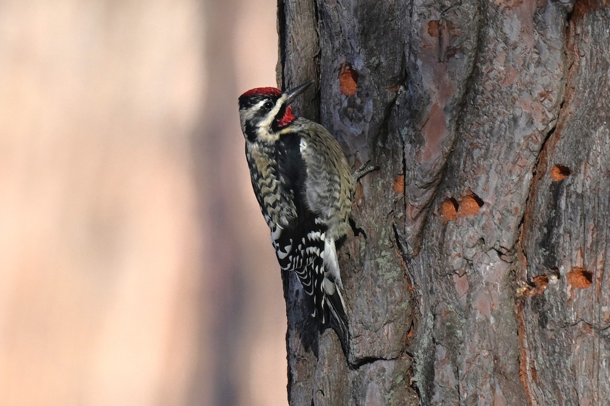 Yellow-bellied Sapsucker - ML646917911