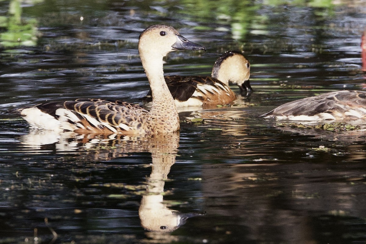 Dendrocygne à lunules - ML646917917