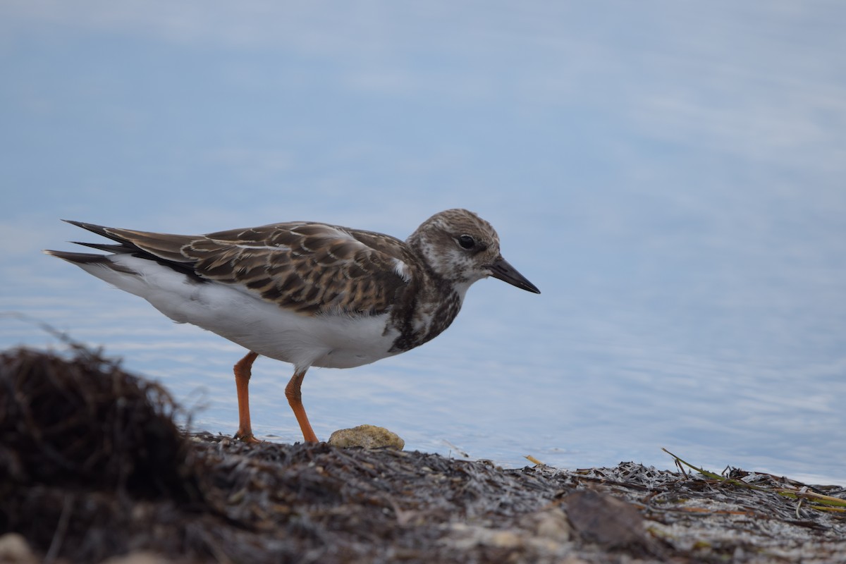 Vuelvepiedras Común - ML646917920