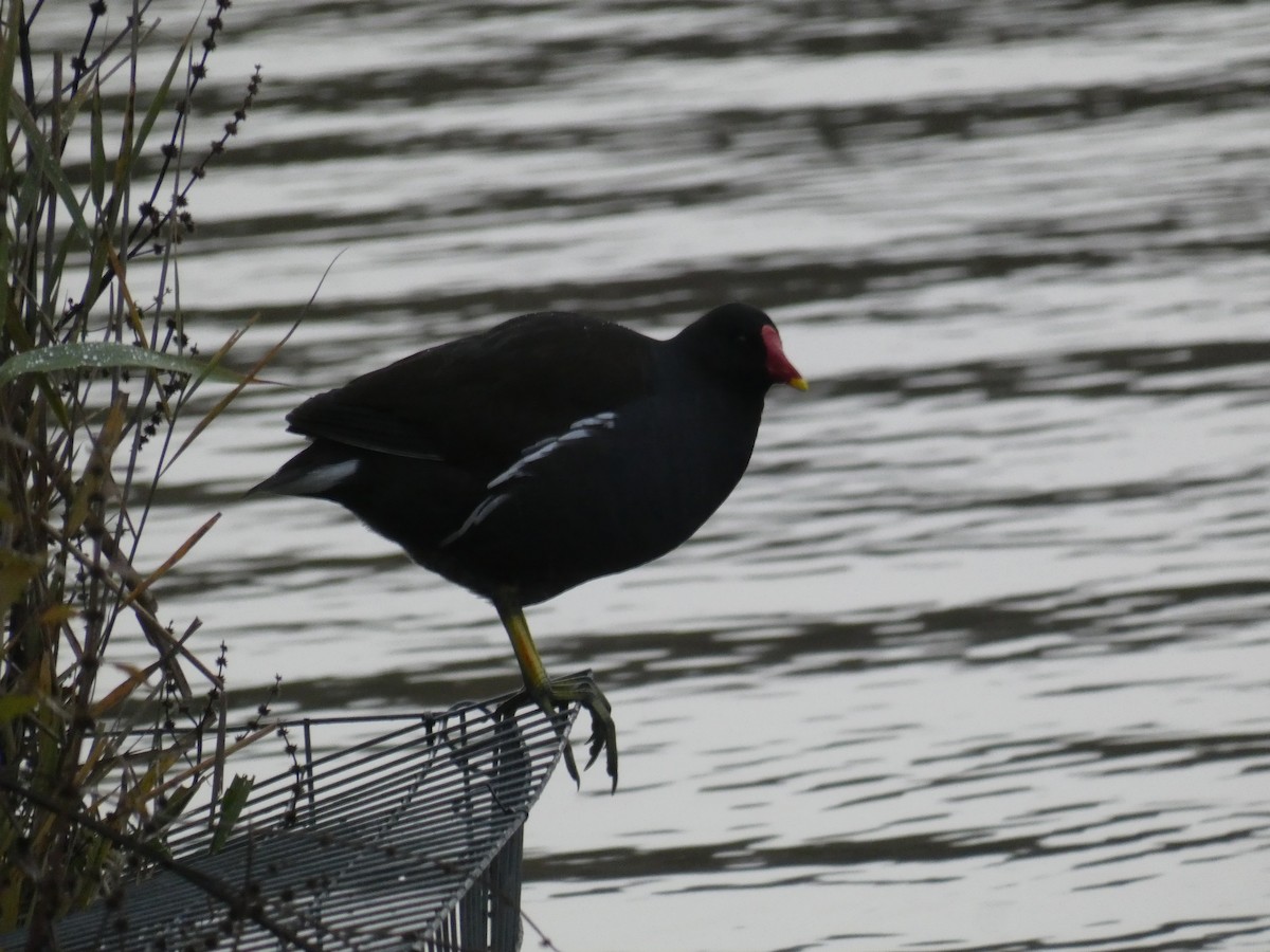 Uroilo arrunta - ML646917921