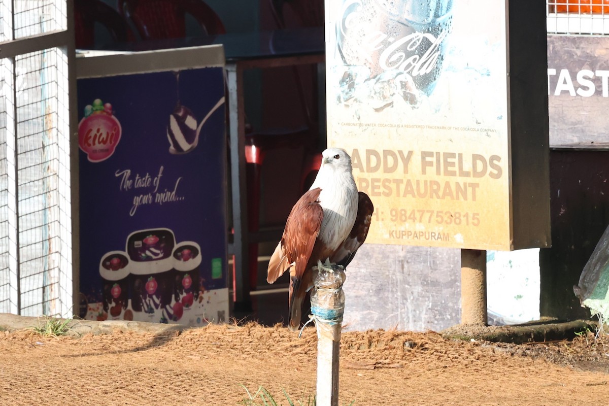 Шуліка королівський - ML646917922