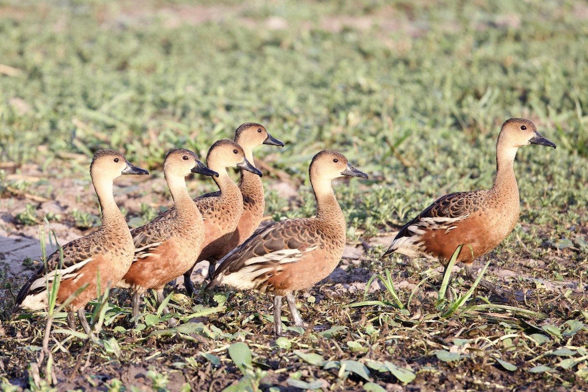 Dendrocygne à lunules - ML646917927
