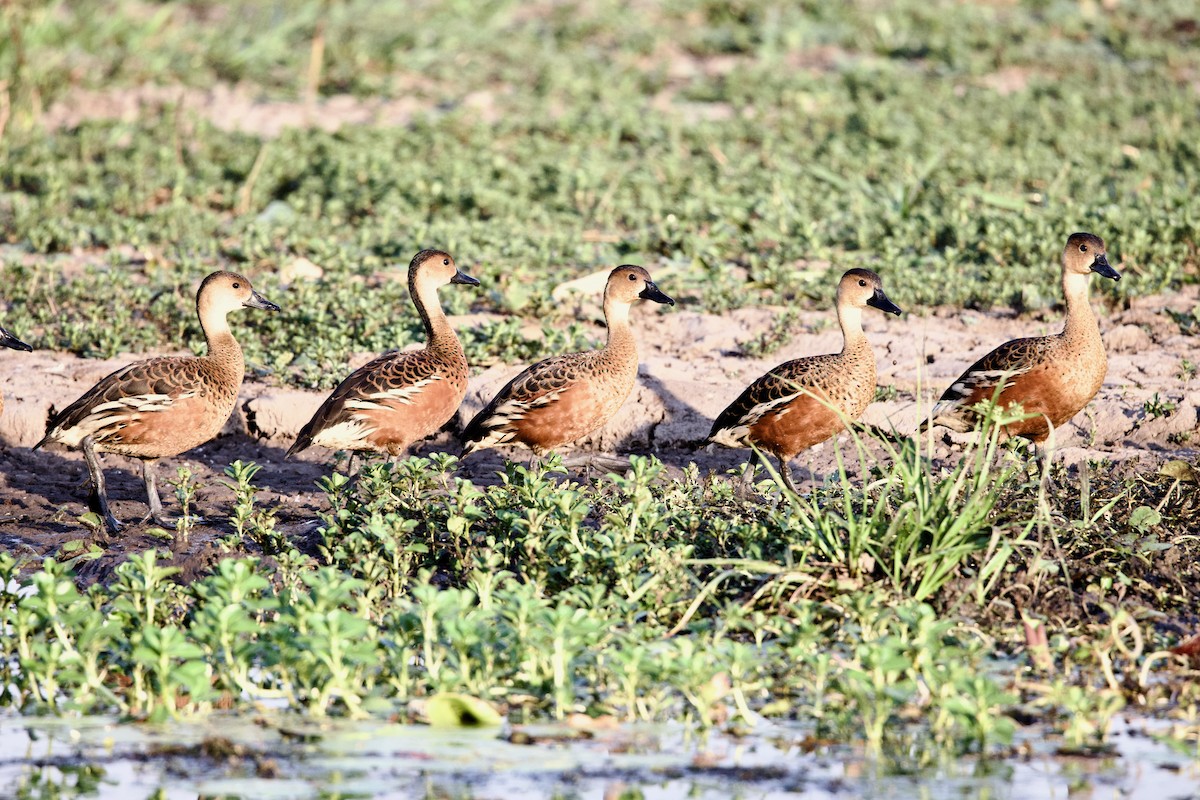 Dendrocygne à lunules - ML646917937