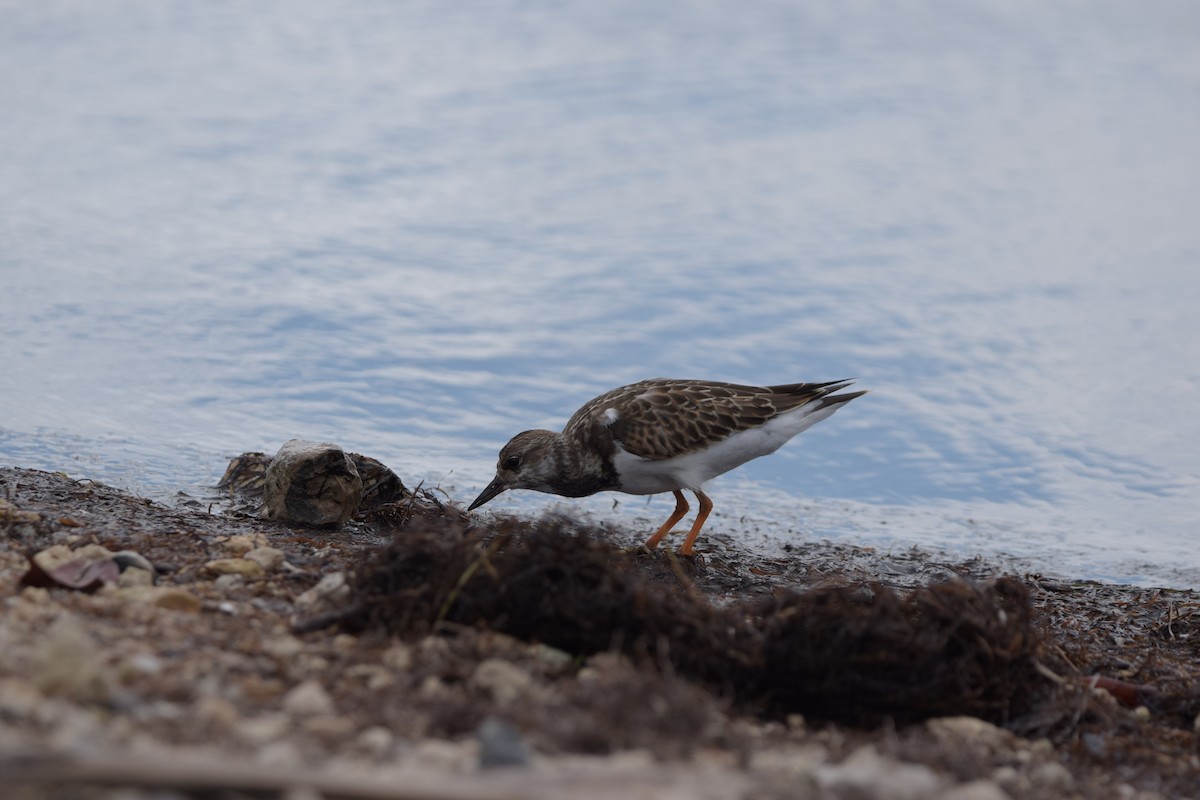 Vuelvepiedras Común - ML646917939
