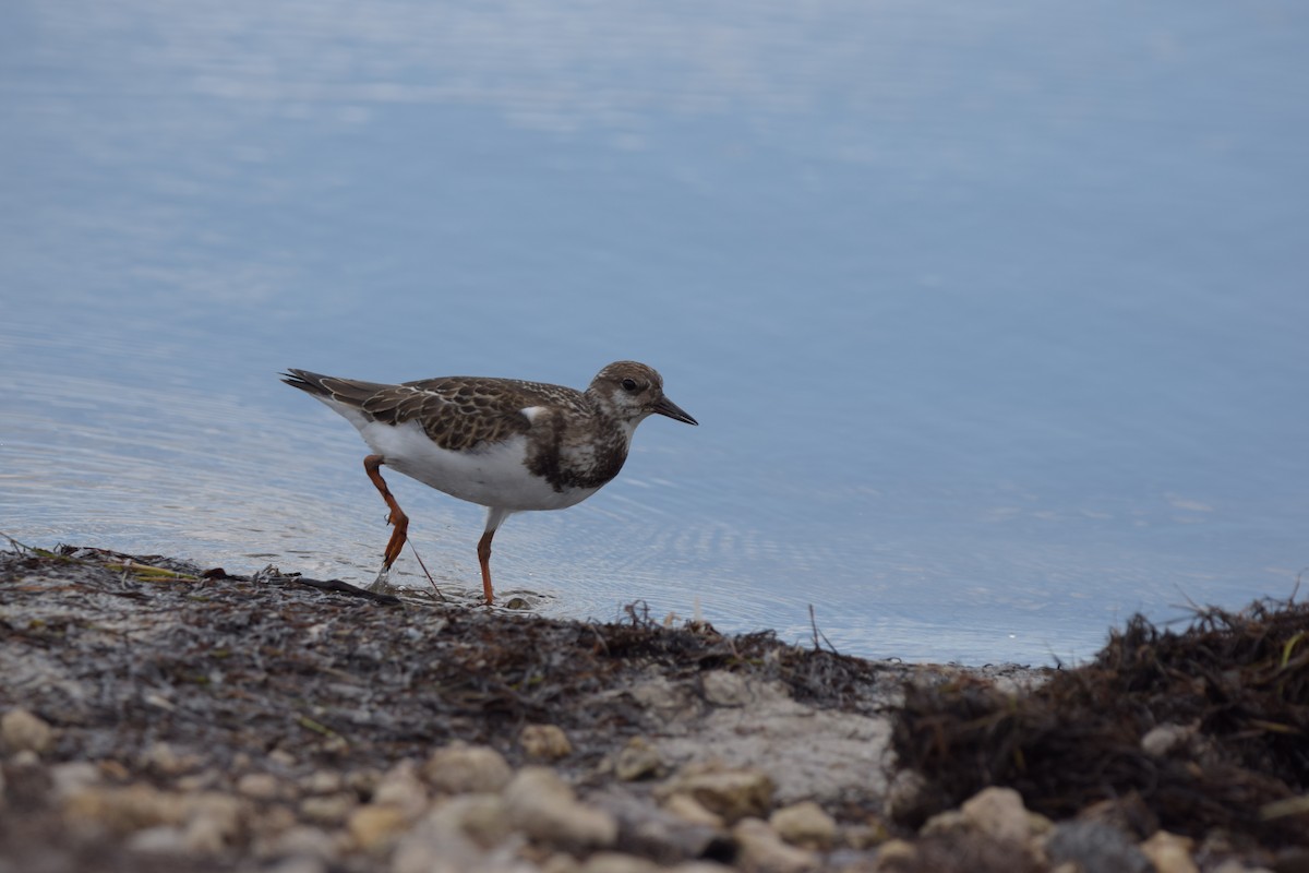 Vuelvepiedras Común - ML646917942