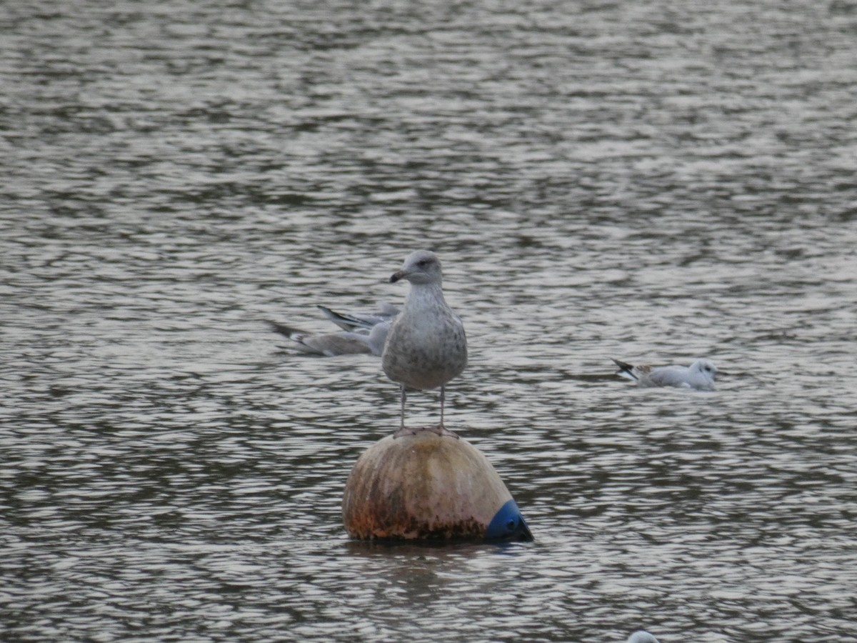 Kaio hauskara europarra - ML646917944