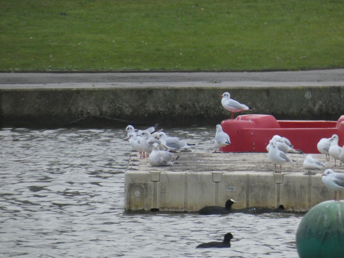 Kaio hauskara europarra - ML646917946