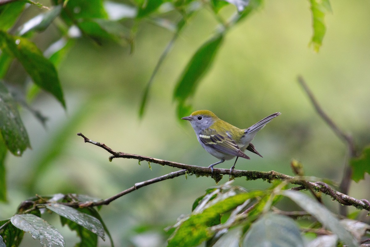 Paruline à flancs marron - ML646917950