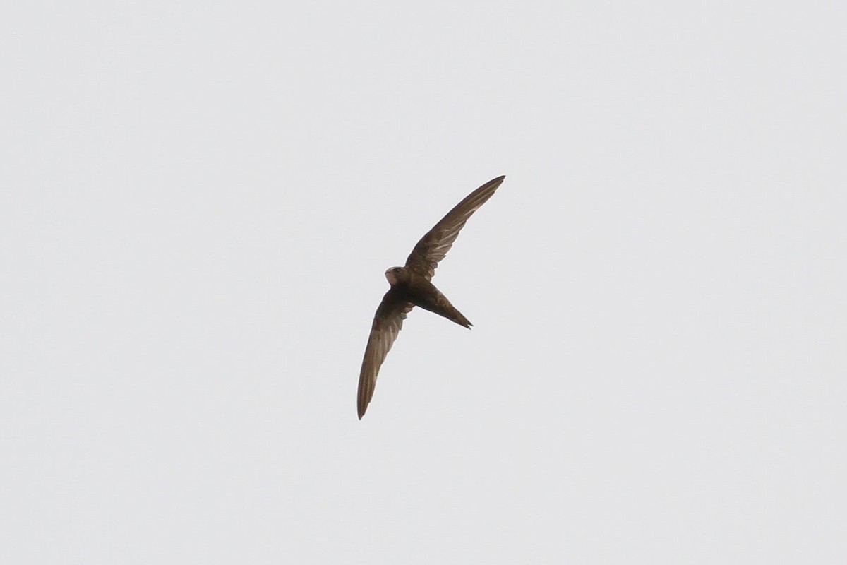 Common Swift - ML646917959