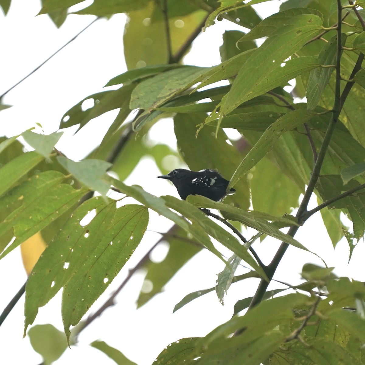 Dot-winged Antwren - ML646917960