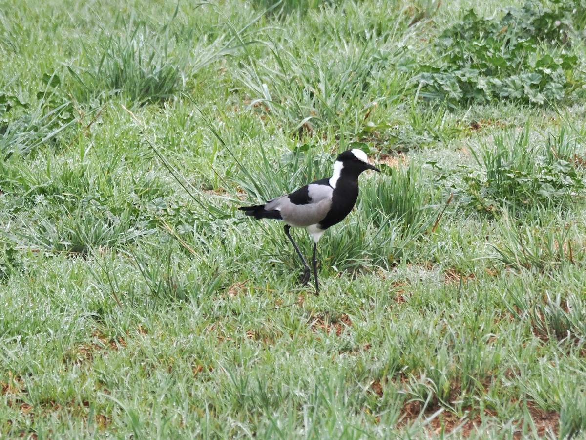 Blacksmith Lapwing - ML646917961