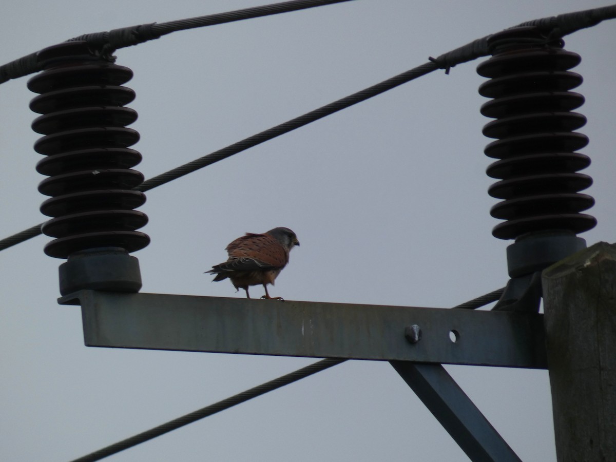 Belatz gorria - ML646917968