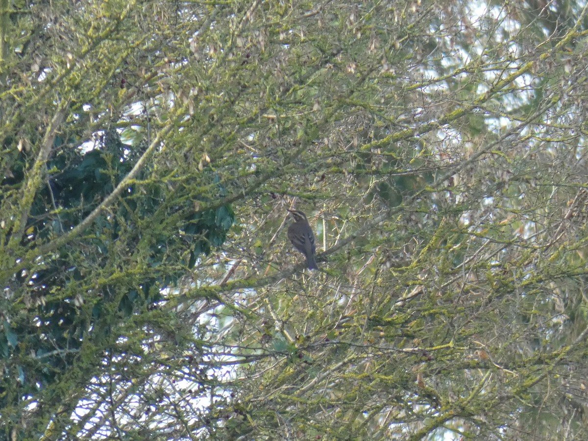 Birigarro txikia - ML646917989