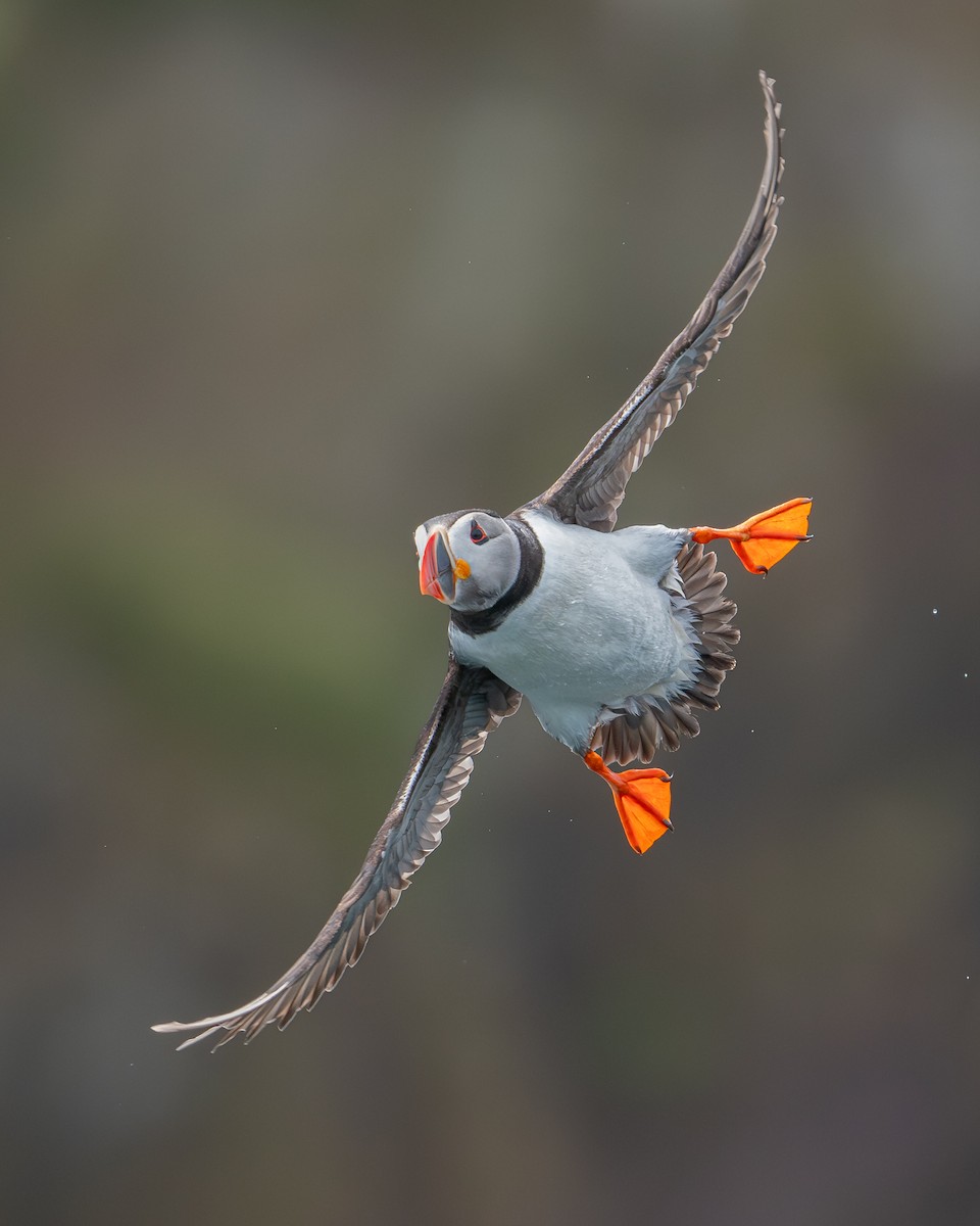 Lanperna-musu atlantikoa - ML646917990