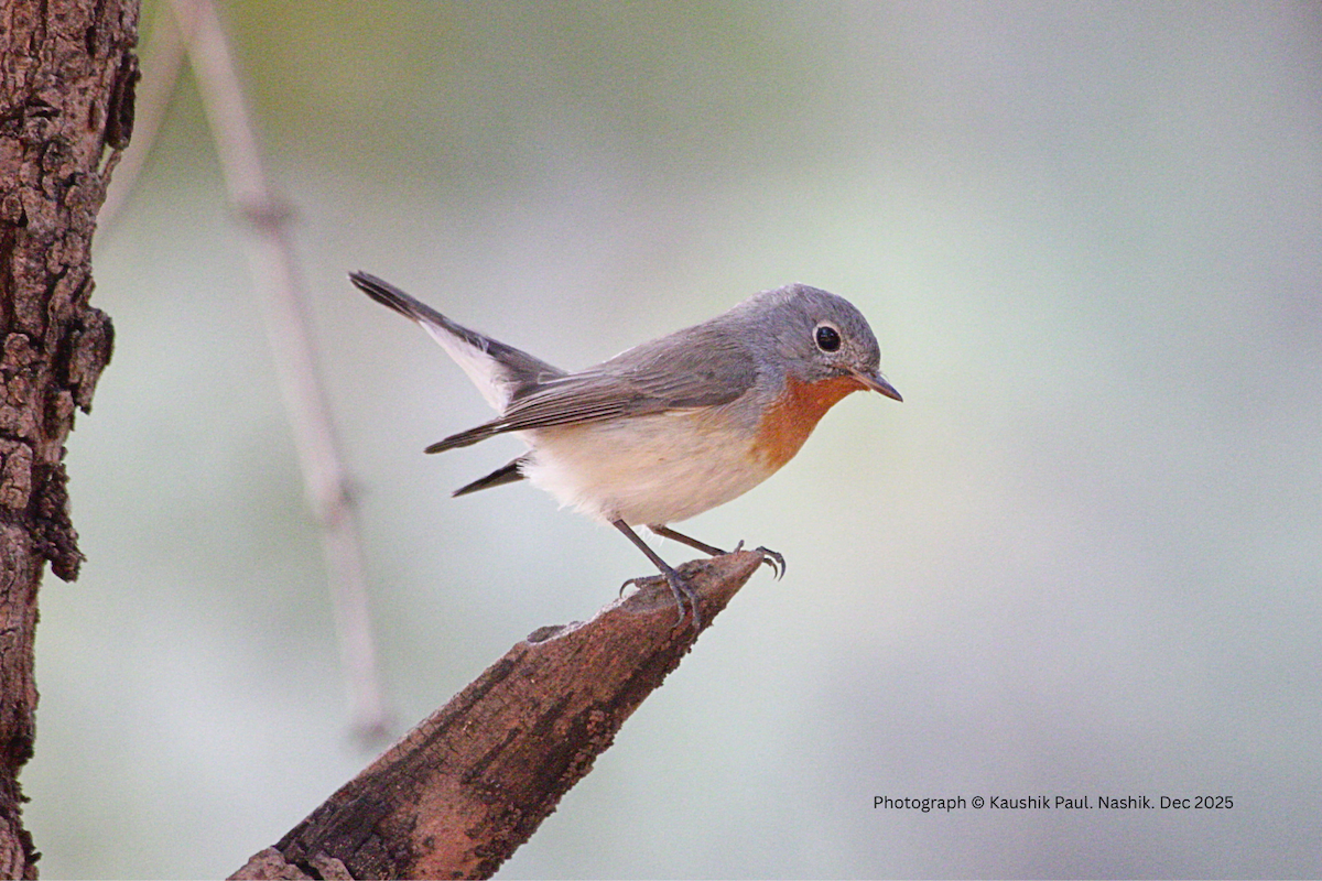 Red-breasted Flycatcher - ML646917996