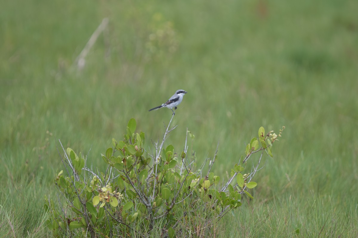 Alcaudón Americano - ML646918004