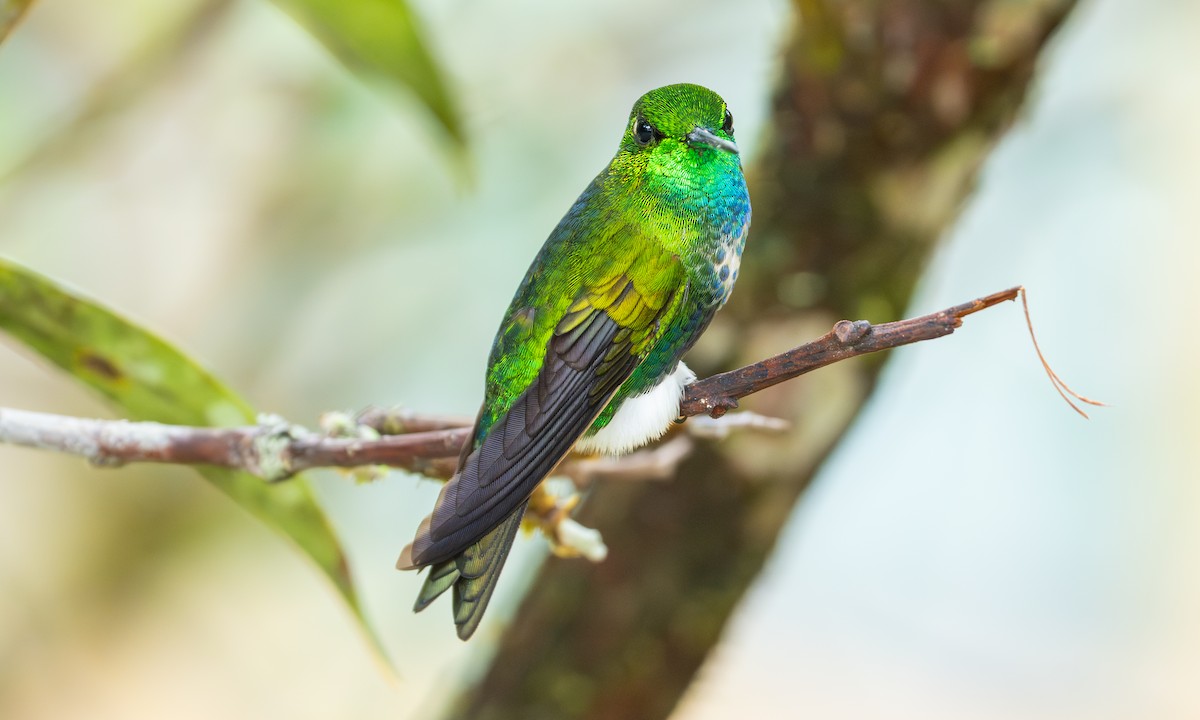 Emerald-bellied Puffleg - ML646918014