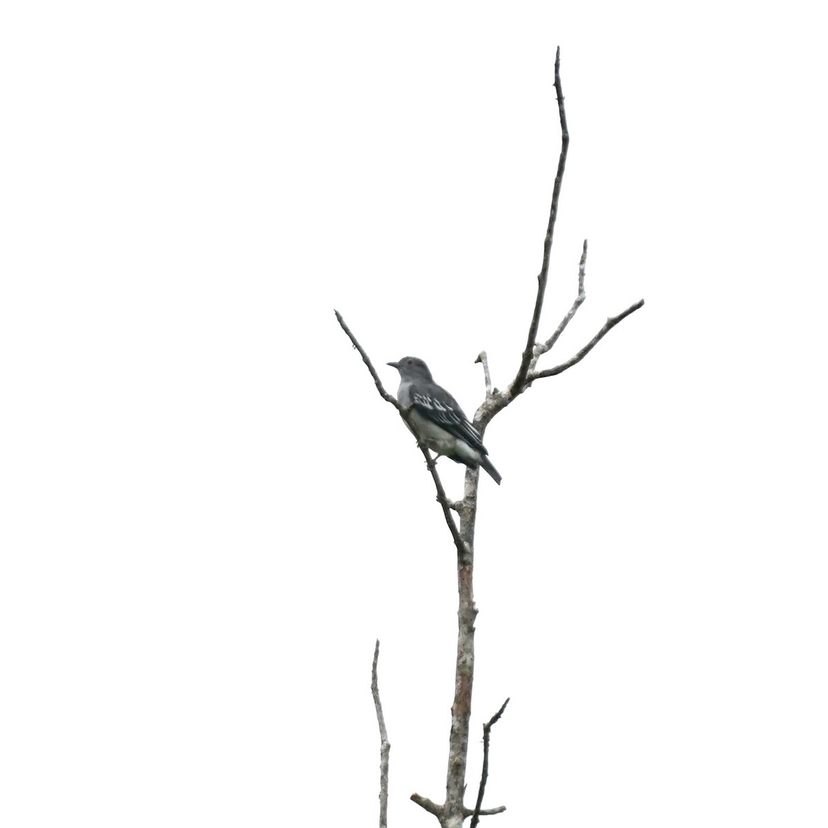 Black-tipped Cotinga - ML646918015