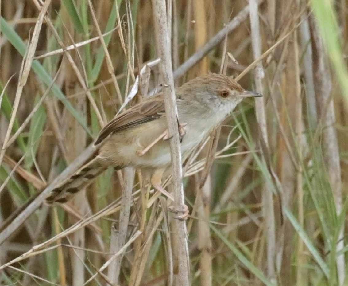 Prinia segaila - ML646918017